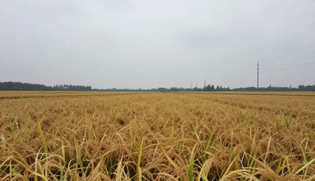智能化数据处理推动种植效率提升的新路径